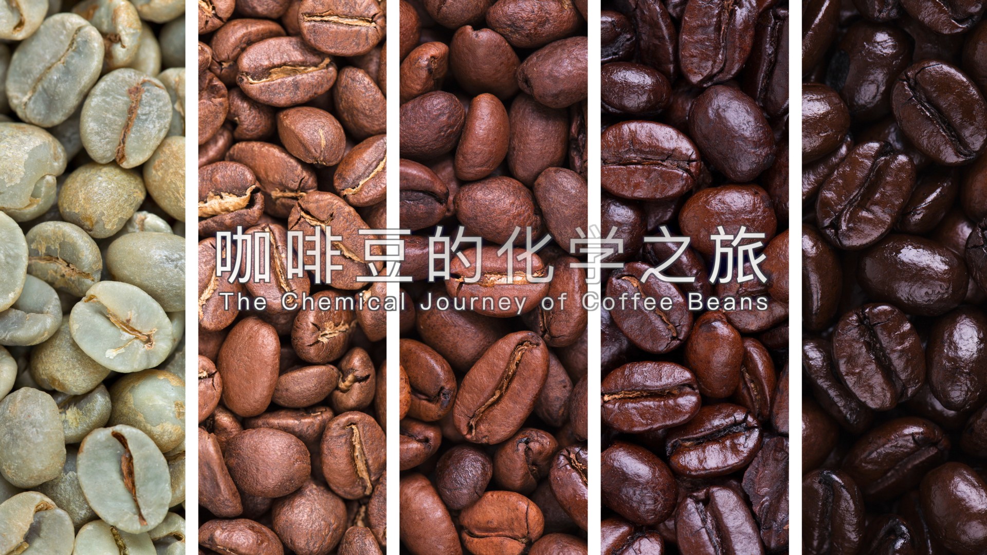 南科大化学系科普专栏《化学与生活》| 第五期 咖啡豆的化学之旅